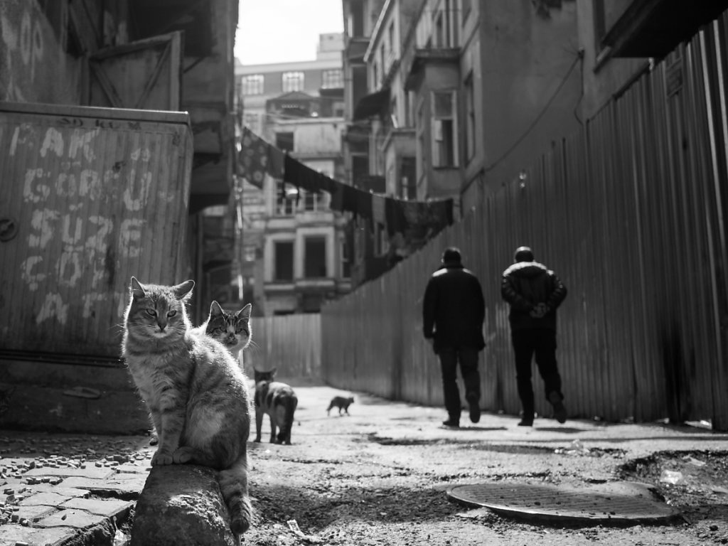 Queens of Istanbul, Tarlabaşı - Istanbul