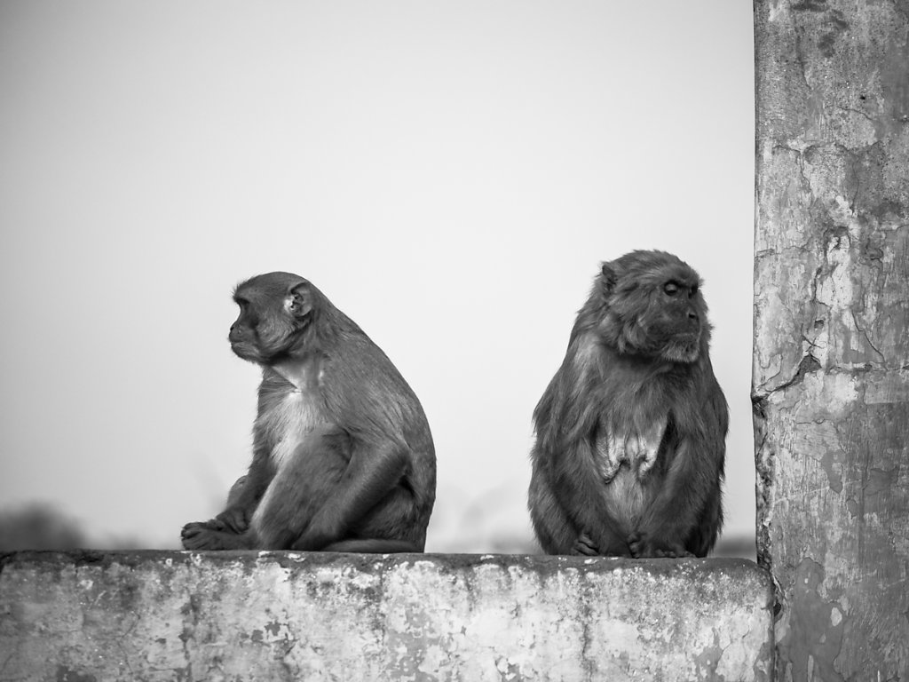 Monkey Beef, New Delhi