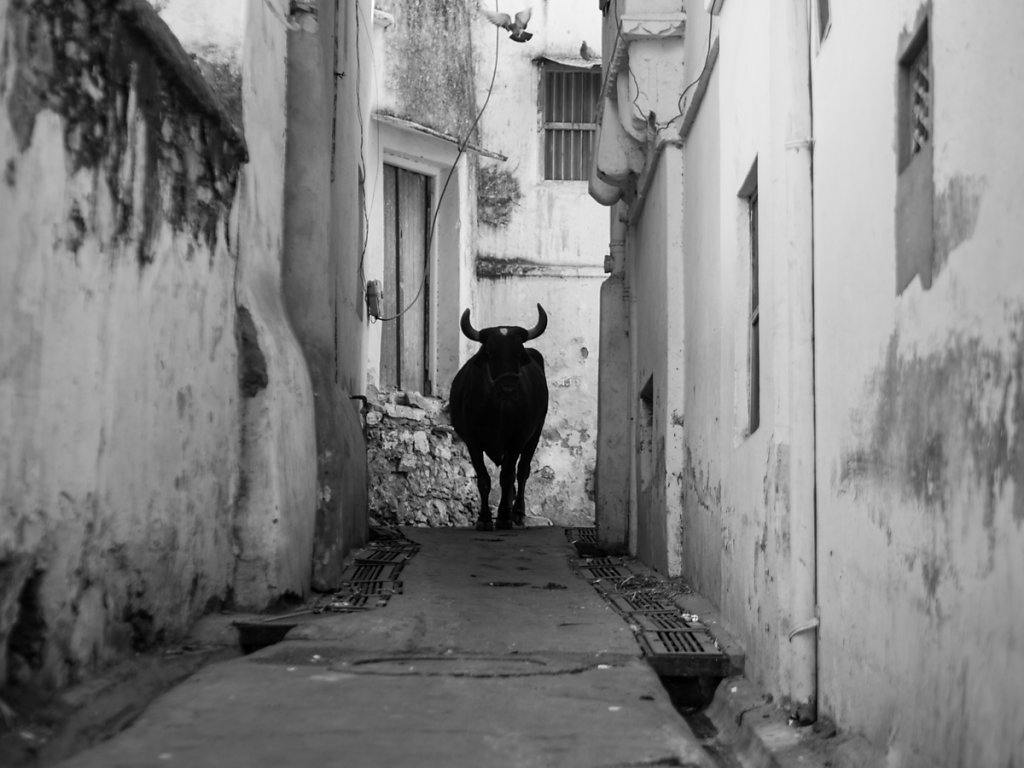 Holy Cow, Udaipur - Rajasthan
